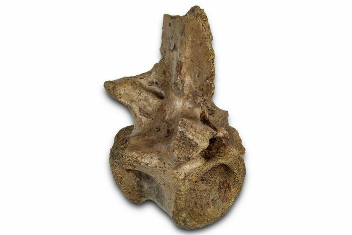 Cretaceous Fossil Crocodylomorph Vertebra - Montana #357045